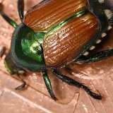 Le scarabée japonais fait la taille d’une pièce de 5 centimes. Son corps est vert avec des reflets métalliques, en partie couvert par les élytres (ailes) de couleur cuivre (archives).